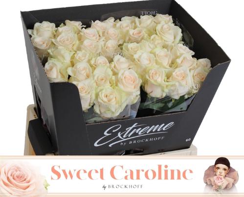 Rosa grootbloemig Sweet Caroline