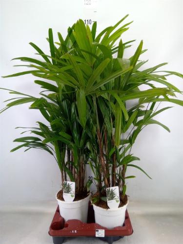 Rhapis excelsa