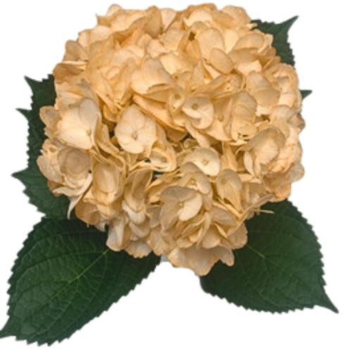 Hydrangea gemengd
