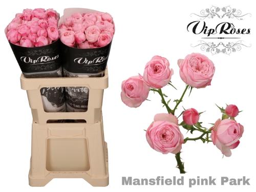 Rosa tros Mansfield Pink Park