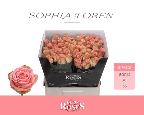 Rosa grootbloemig Sophia Loren