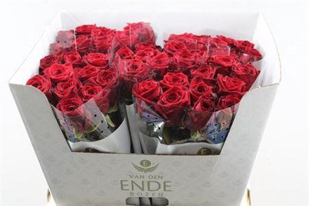 Rosa grootbloemig Red Naomi!