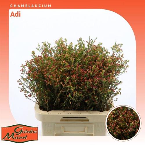 Chamelaucium 'Adi'
