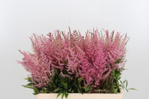 Astilbe Arendsii Grp 'Erika'