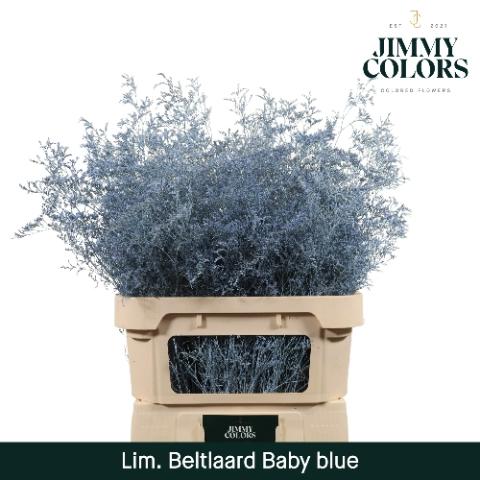 Limonium overig kleurbehandeld H%