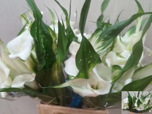 Zantedeschia Pure Art