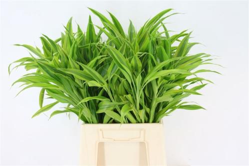 Dracaena sanderiana 'Gold'