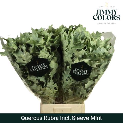 Quercus rubra kleurbehandeld H%