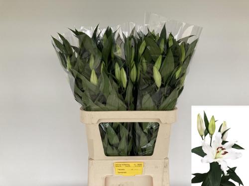 Lilium Oriental Grp 'Helvetia'