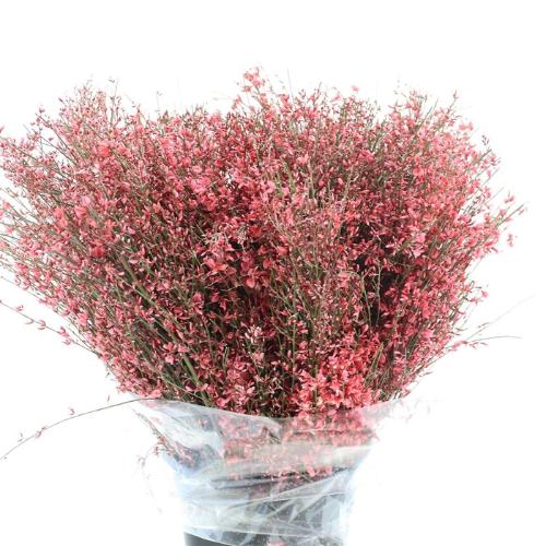 Genista kleurbehandeld H%