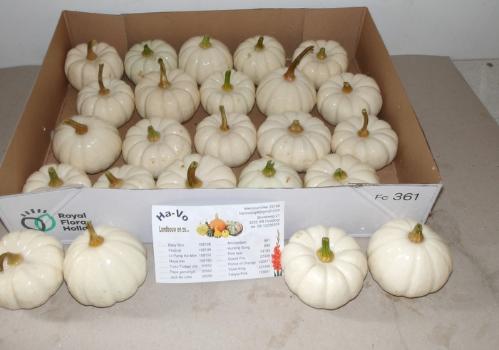 Siervruchten per stuk Cucurbita pepo 'Baby Boo'