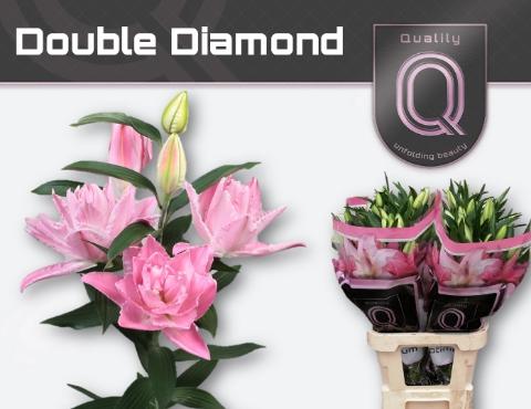 Lilium (Oriental Grp) dubbel 'Double Diamond'