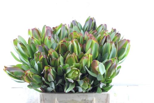 Leucadendron 'Laurel Yellow'