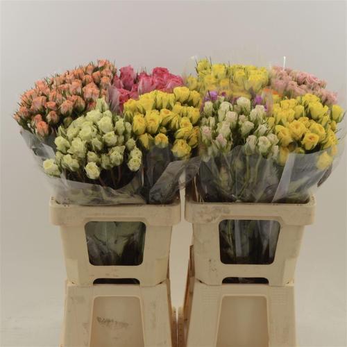 Rosa tros gemengd in bos