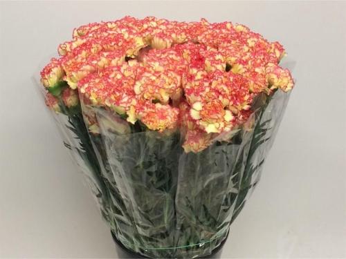 Dianthus standaard 'Lorca'