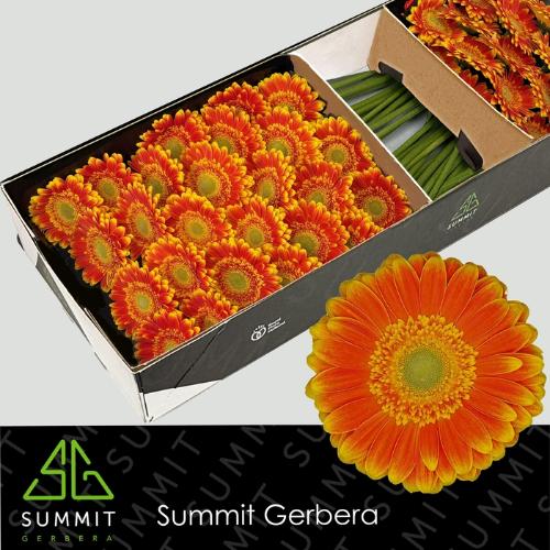 Gerbera grootbloemig 'Wannabe'