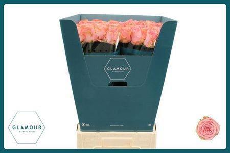 Rosa grootbloemig Sophia Loren