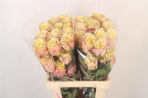 Rosa grootbloemig overig
