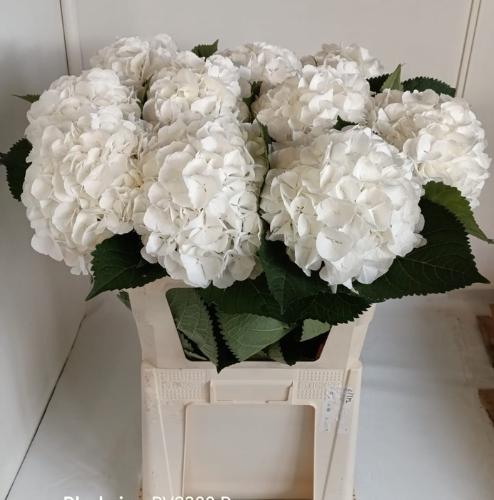 Hydrangea macrophylla Noordpool