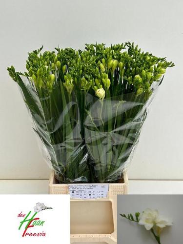 Freesia dubbelbloemig Versailles