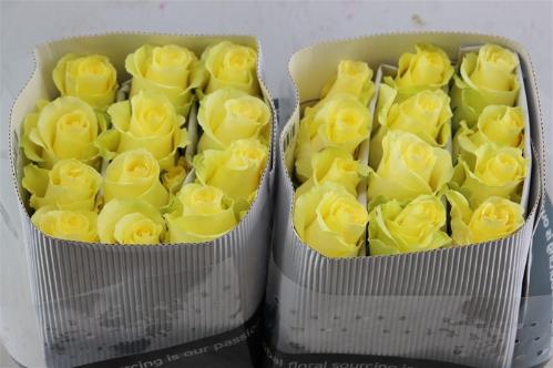 Rosa grootbloemig Minion Rose