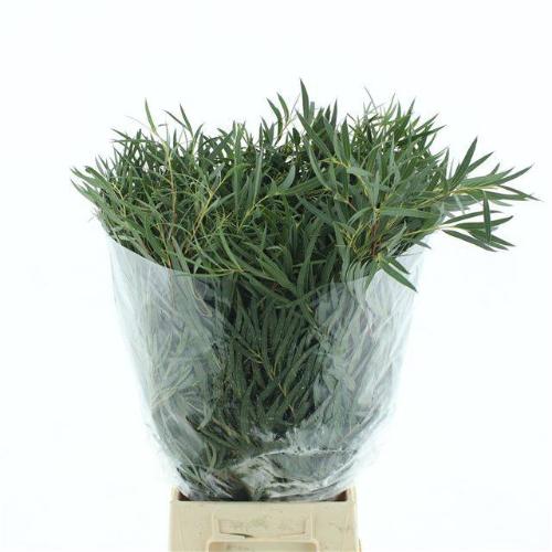 Eucalyptus per bos nicholii
