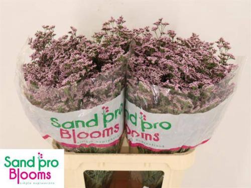 Limonium Safora Oshi Pink