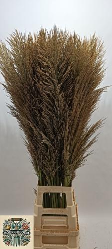 Cortaderia overig
