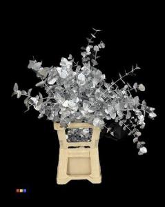 Eucalyptus cinerea kleurbehandeld per bos H%