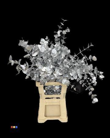 Eucalyptus cinerea kleurbehandeld per bos H%