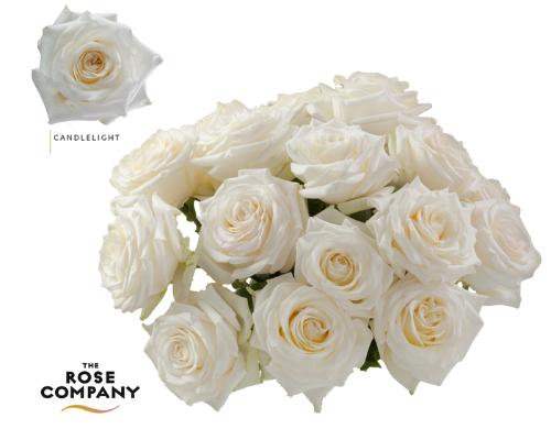Rosa grootbloemig overig