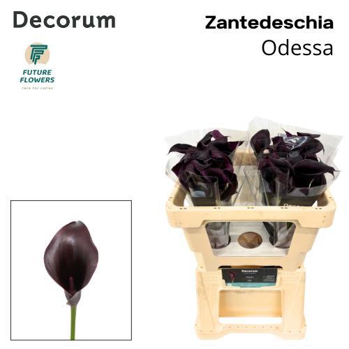 Zantedeschia 'Odessa'