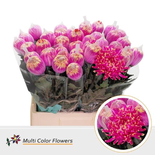 Chrysanthemum (Indicum Grp) geplozen Antonov kleurbehandeld H%