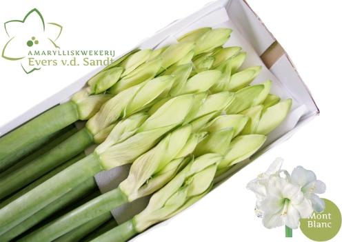 Hippeastrum Galaxy Grp 'Mont Blanc'