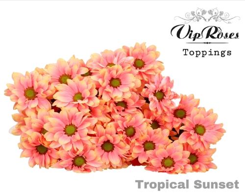 Chrysanthemum (Indicum Grp) tros Kennedy kleurbehandeld H%