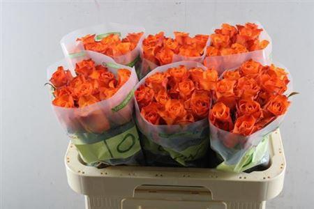 Rosa grootbloemig Orange Wave