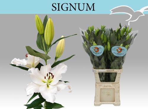 Lilium Oriental Grp Signum