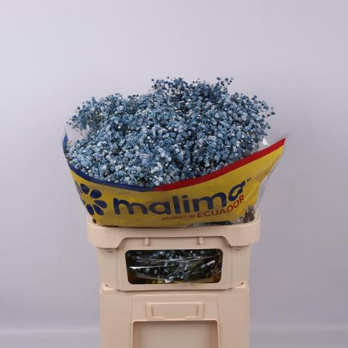 Gypsophila overig kleurbehandeld H%