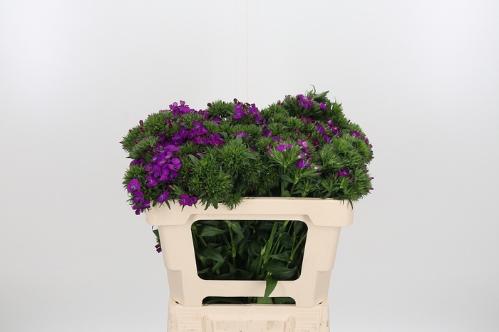 Dianthus barbatus 'Aldo Purple'
