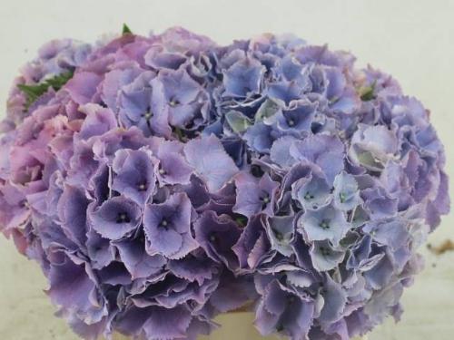 Hydrangea macrophylla Royal Sunset (blauw)