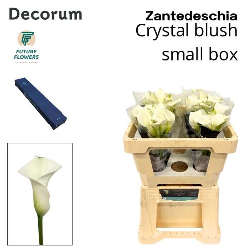 Zantedeschia 'Crystal Blush'