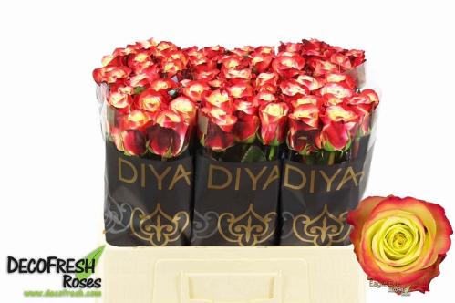 Rosa grootbloemig Eagle Eye+