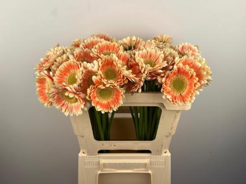Gerbera mini 'Tompouce'