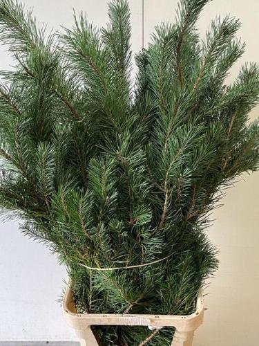Pinus 'Alaska'
