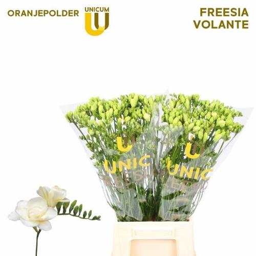 Freesia dubbelbloemig 'Volante'