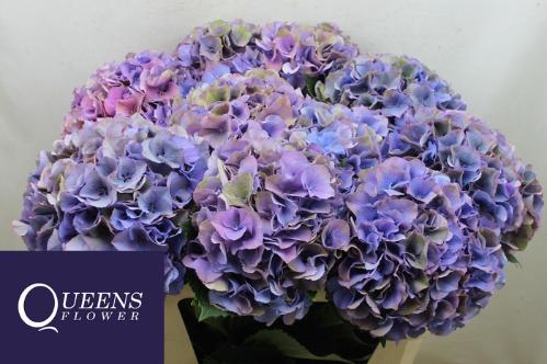 Hydrangea macrophylla Royal Secret