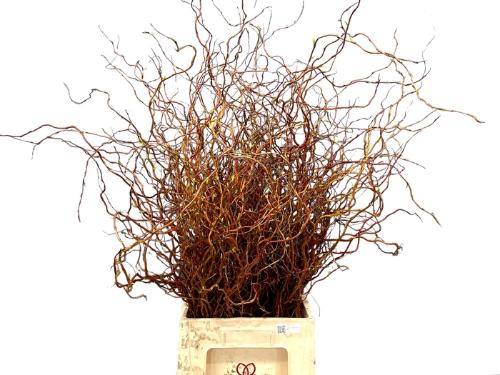 Salix alba 'Dart's Snake' per bos