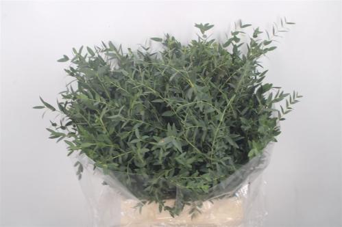 Eucalyptus per bos parvifolia