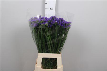 Limonium sinuatum 'Crystal Dark Blue'
