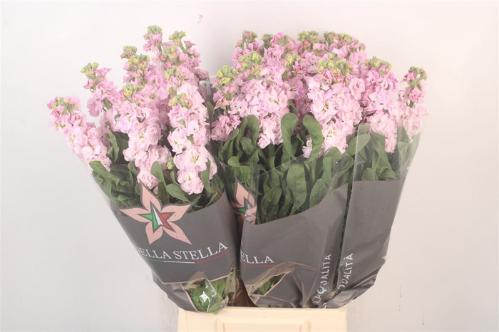 Matthiola incana 'Iron Cherry Blossom'